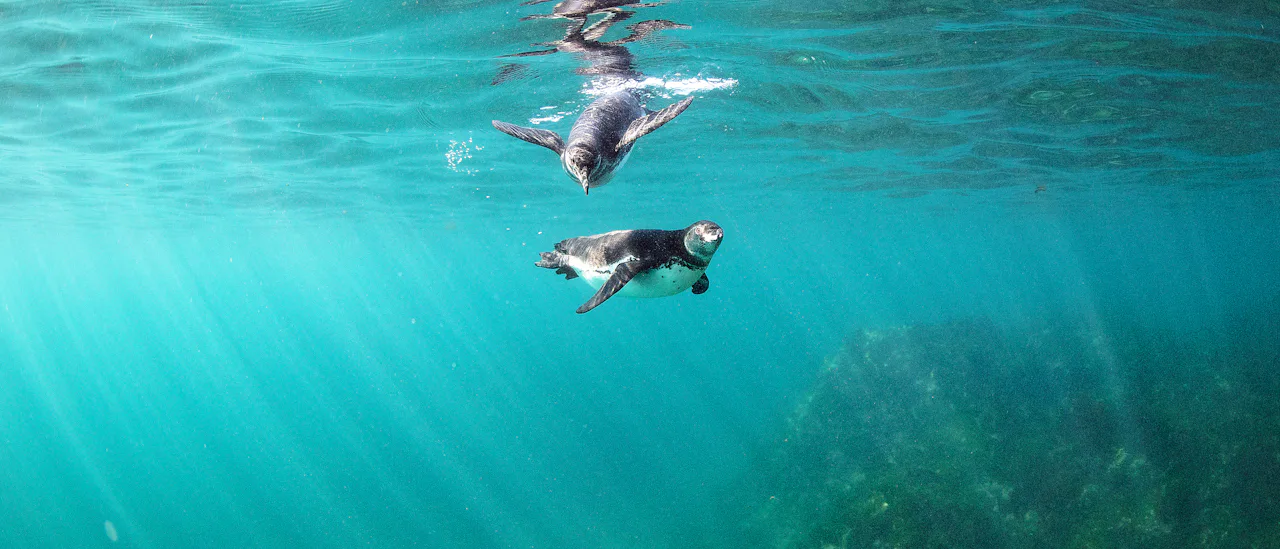 Snorkling med pingviner är ett äventyr!