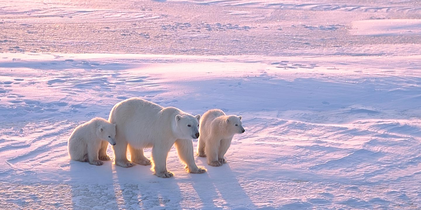 Isbjörnsmamma med två ungar som strövar vitt omkring i det arktiska drivisområdet på jakt efter mat.