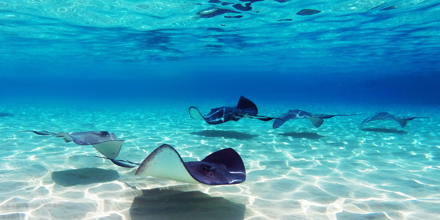 Stingrockor på grunt vatten.