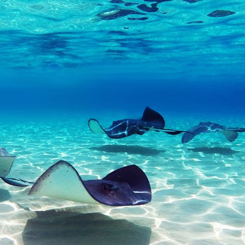 Stingrockor på grunt vatten.