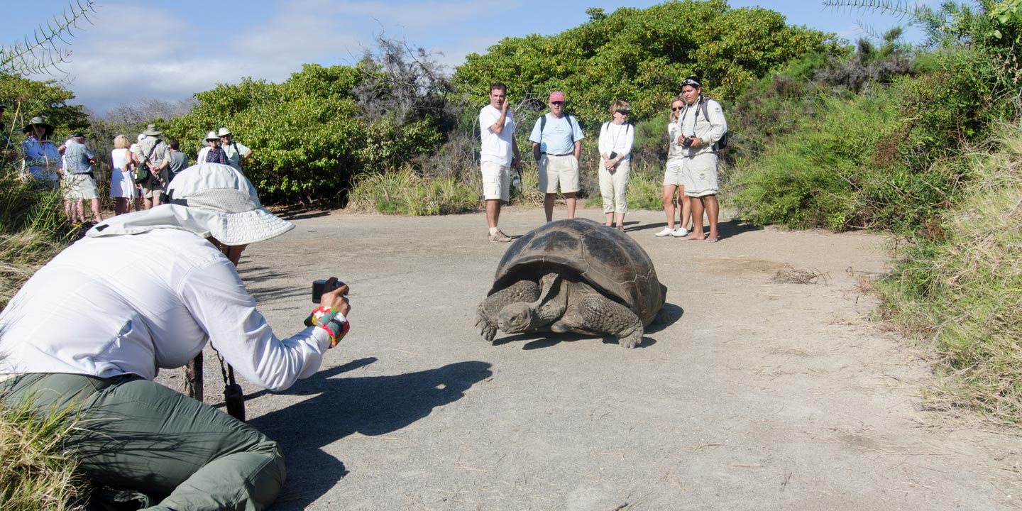 Turister fotograferar en stor sköldpadda.