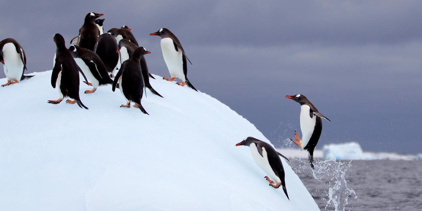 Pingviner hoppar upp ur vattnet.