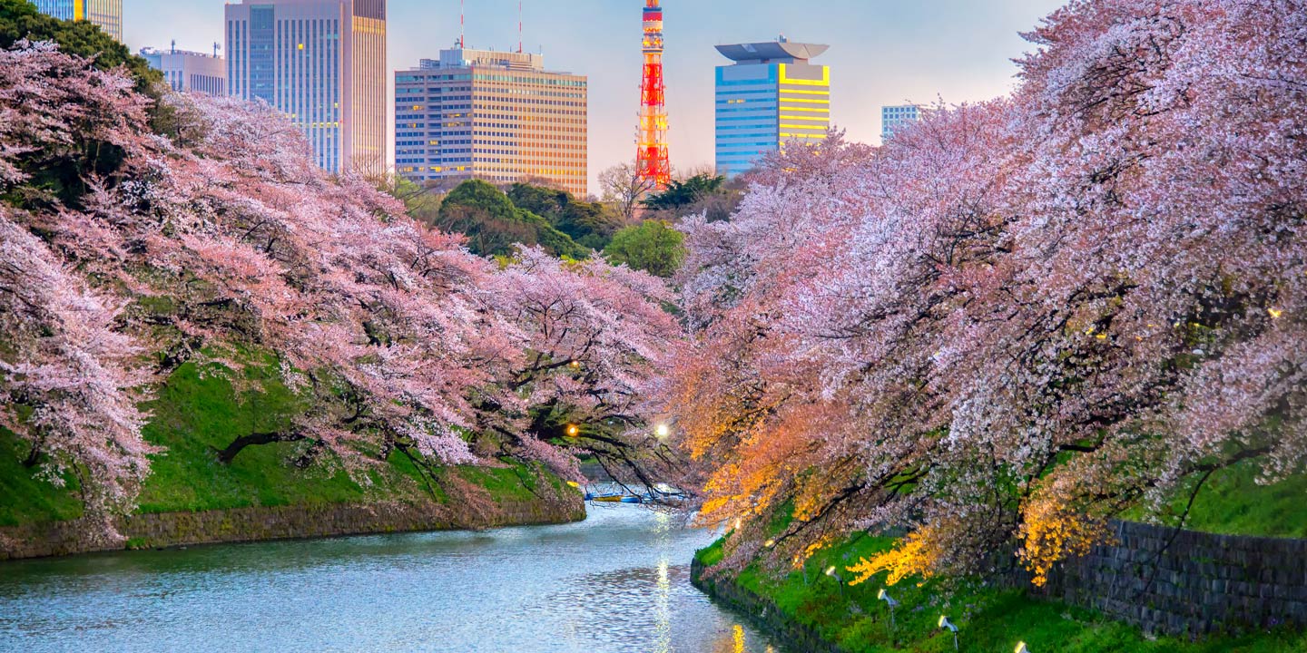 Vacker körsbärsblomning i Tokyo, Japan.