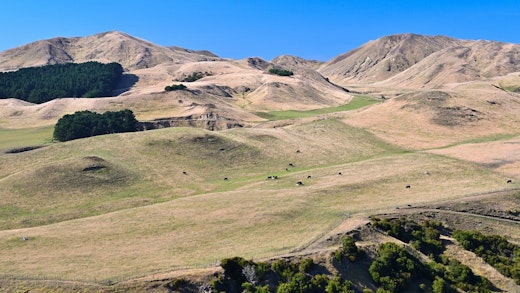Böljande kullar i Nya Zeeland
