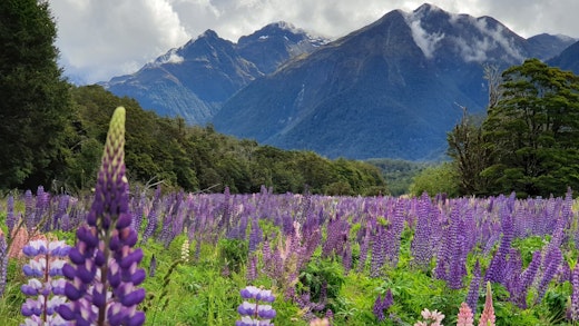Lila Lupiner med gröna berg i bakgrunden Nya Zeeland