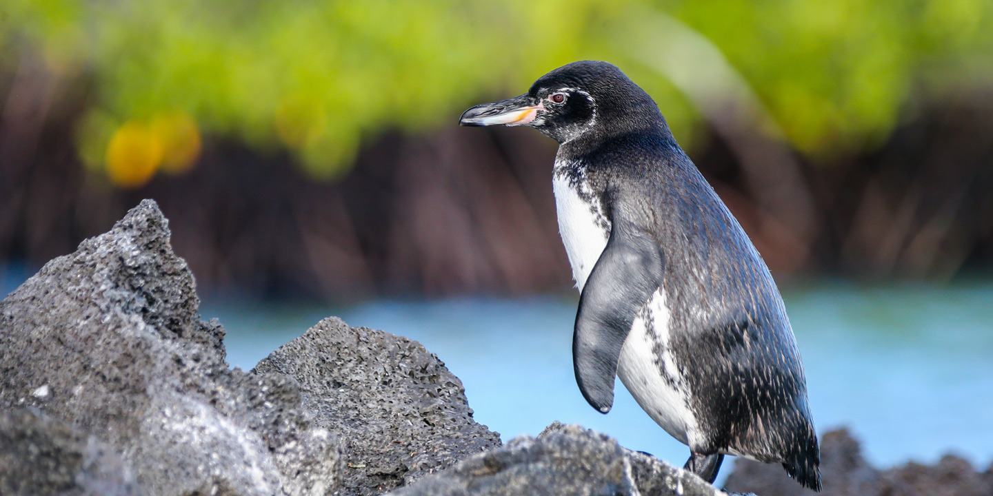Galapagospingvin på ön Isabela.