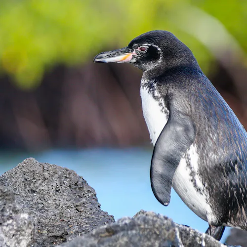 Galapagospingvin på ön Isabela.