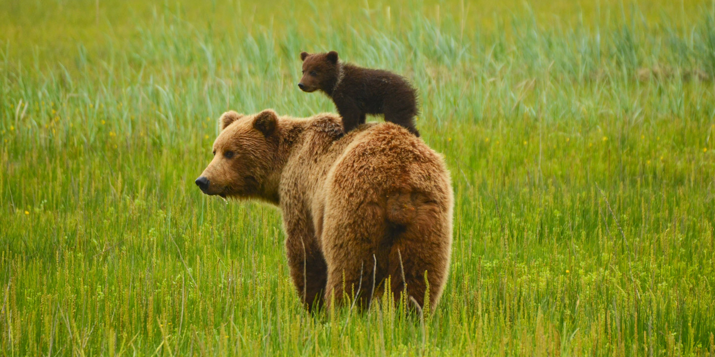 Björn med sin lilla unge på ryggen.
