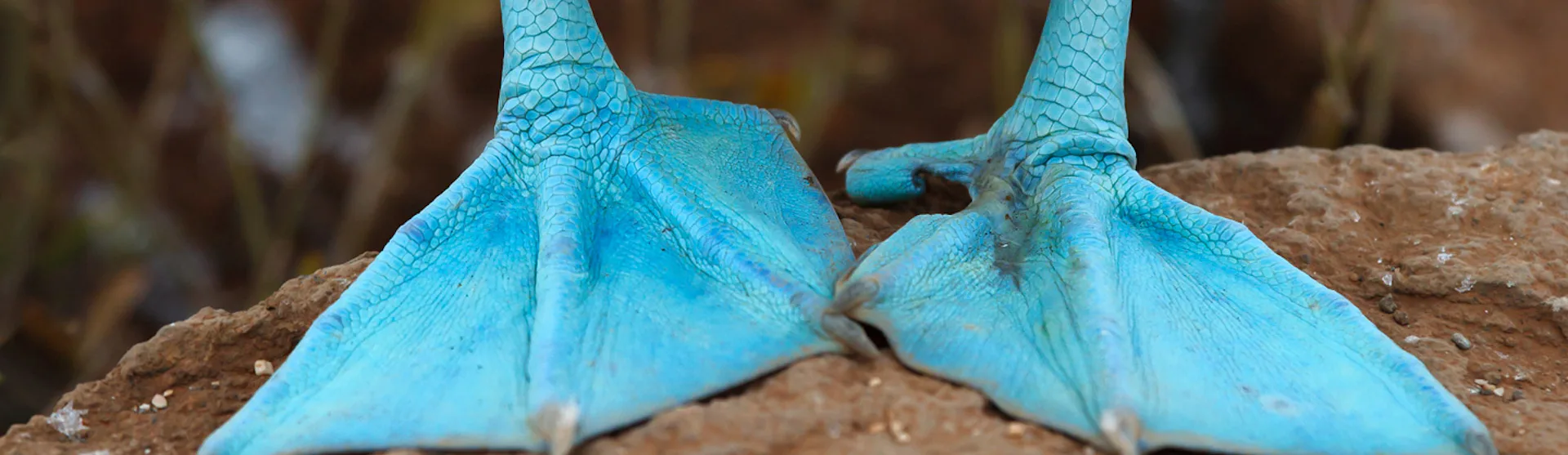 Galapagos