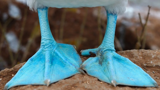 Fötterna på en blåfotad sula på Galapagos i Ecuador, Sydamerika.