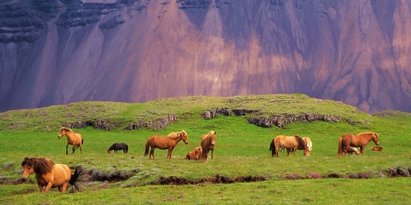 Vildhästar på Island.