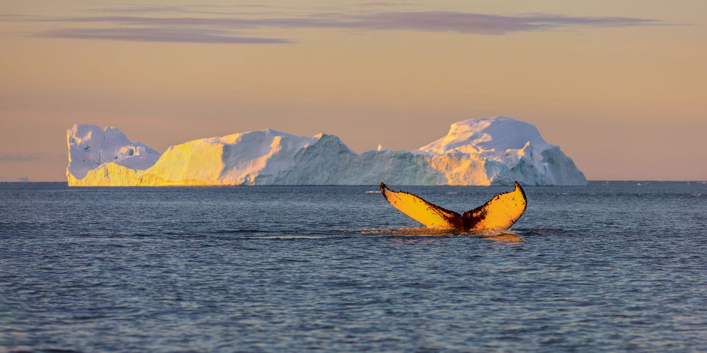 Expeditionskryssningar