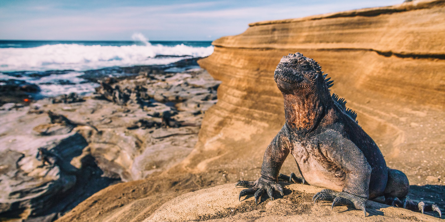 Iguana på en klippa på Galapagos i Ecuador, Sydamerika.