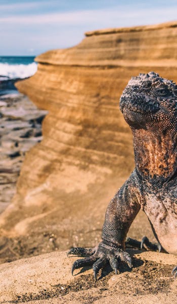Iguana på en klippa på Galapagos i Ecuador, Sydamerika.